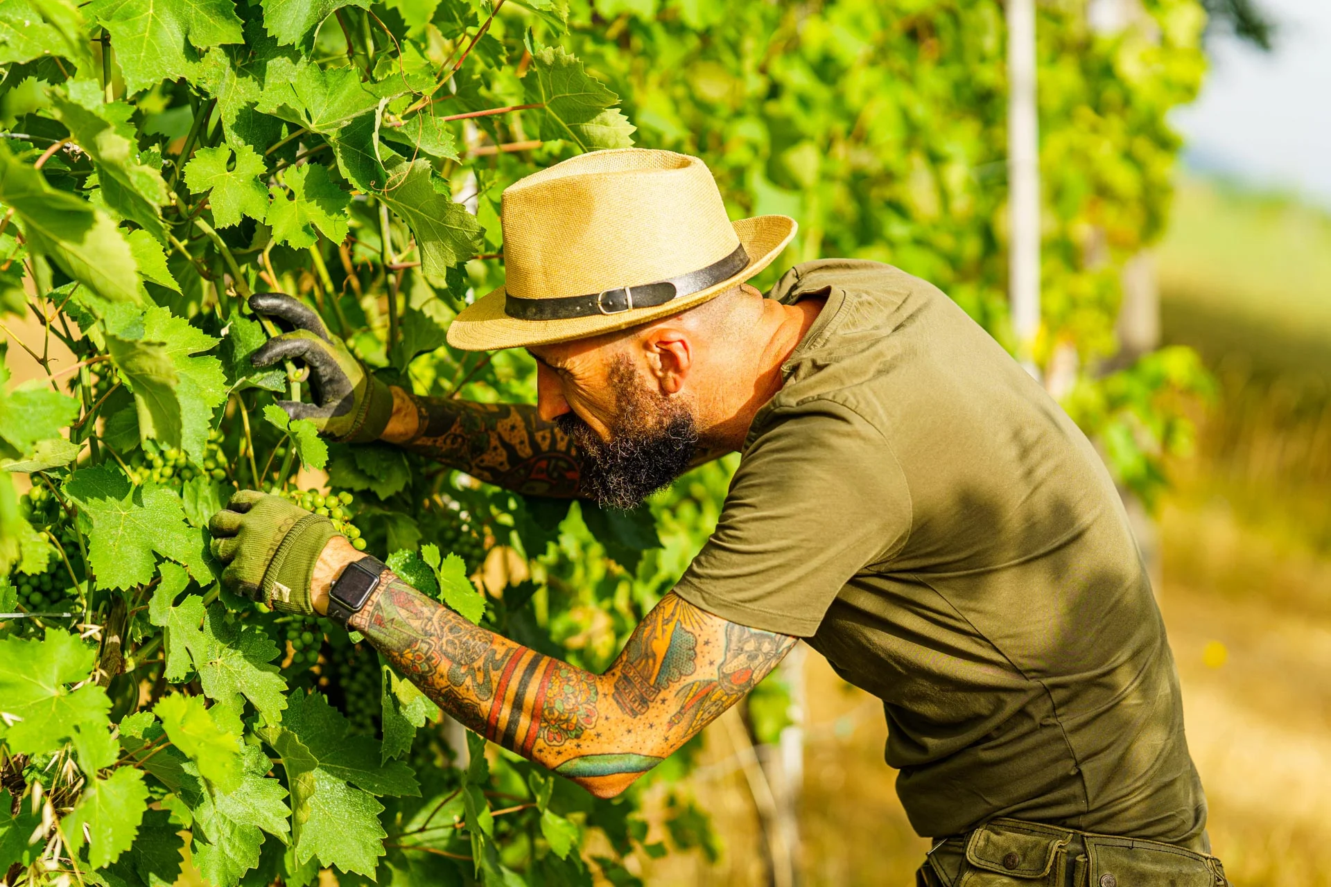 Stefano Zoli | Verdicchio di Matelica DOC Stefano Zoli | Verdicchio di Matelica DOC