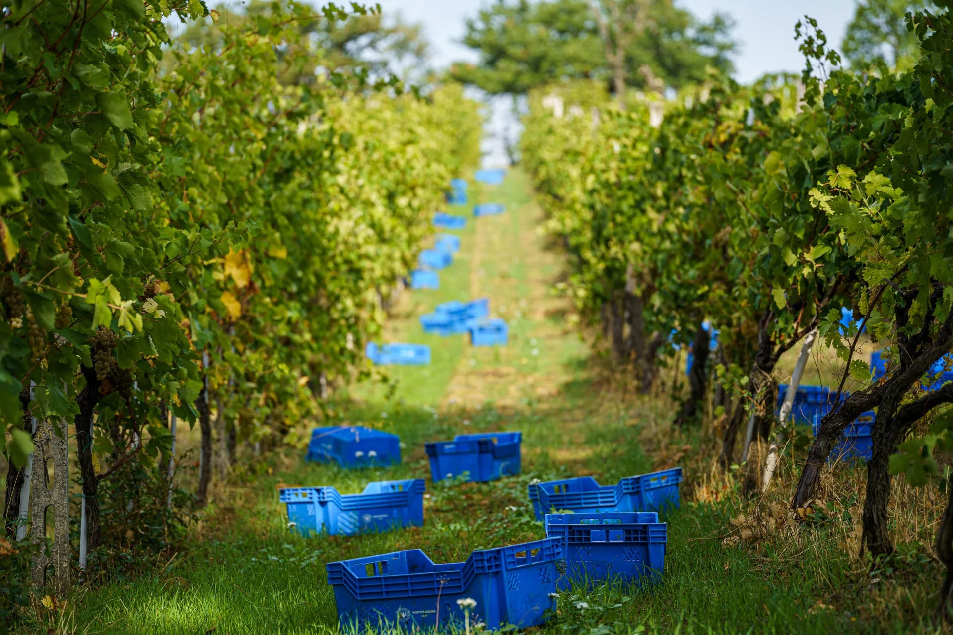 Stefano Zoli | Verdicchio di Matelica DOC Stefano Zoli | Verdicchio di Matelica DOC